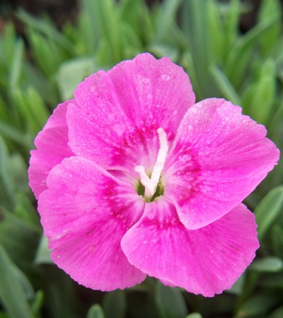 Dianthus Shooting Star